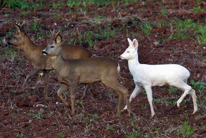 albino deer