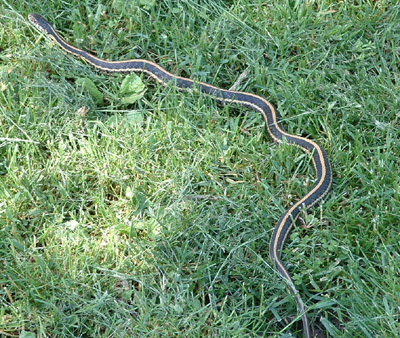 garter snake