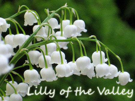 lily of the valley funeral flower