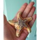 Ocean Starfish Keepsake memorial urn