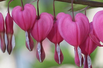 Heart Shaped Garden Stones for Memorial Garden | Life in the Garden