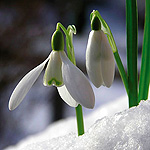 snow drop flower