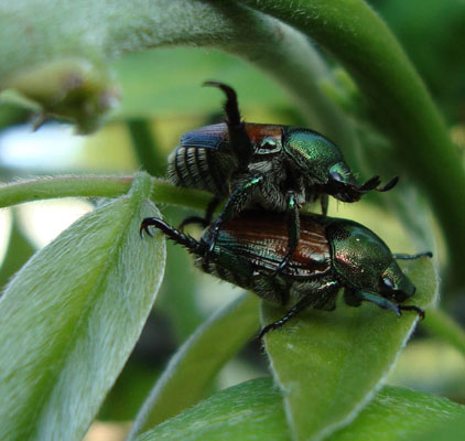 June Bugs Makin Love