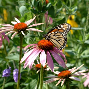 butterfly garden