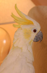 Cockatoo