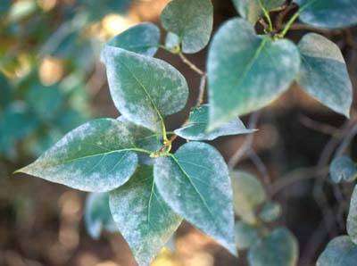 3. Fungus (mildew that invades the plants around here...)