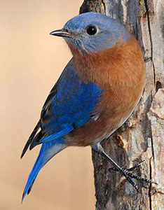 Missouri Official State Bird: Native Blue Bird