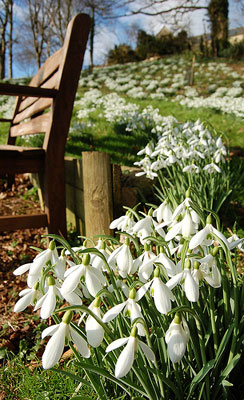 snow drop flower Painswick Garden, U.K.