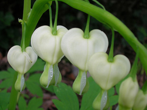 white bleeding heart