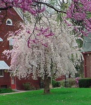 weeping cherry tree