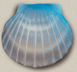 biodegradable shell urn